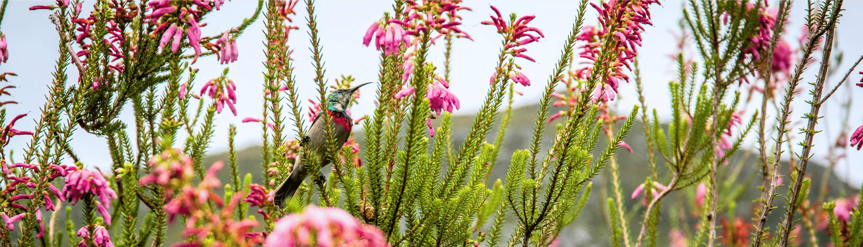 "If you can survive, you can thrive"